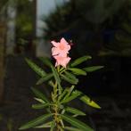 Nerium Oleander - Oleanderplant g62324