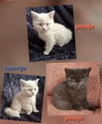 3 raszuivere Britse korthaar kittens, Dieren en Toebehoren, Katten en Kittens | Raskatten | Korthaar, Meerdere dieren, Ontwormd