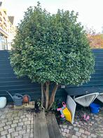 Diverse struiken/ Bomen gratis op te halen, Tuin en Terras, Bloeit niet, Halfschaduw, Overige soorten, 100 tot 250 cm