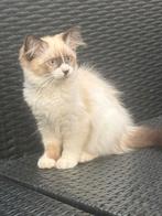 Siberische kitten, Poes