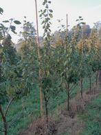 Pruimenbomen, Ophalen, In pot, Lente