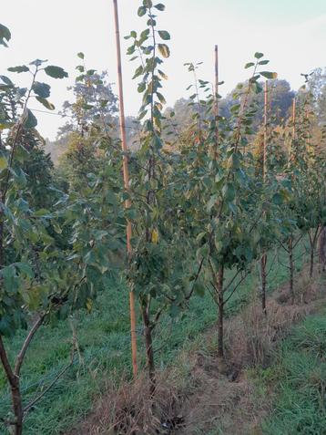 Pruimenbomen  beschikbaar voor biedingen