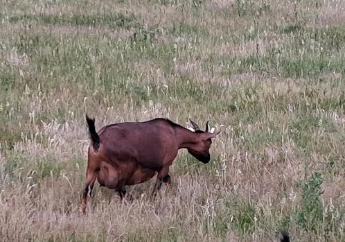 dwerggeitjes, Dieren en Toebehoren, Schapen, Geiten en Varkens, Geit, Meerdere dieren