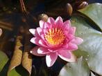Waterlelie, roze, Ophalen, Zo goed als nieuw