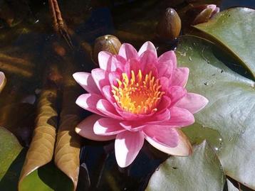 Waterlelie, roze beschikbaar voor biedingen