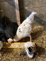Te koop legkip haan, Dieren en Toebehoren, Pluimvee, Mannelijk, Kip