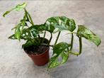 Monstera Obliqua Leichtlinii Mint, Overige soorten, In pot, Minder dan 100 cm, Groene kamerplant