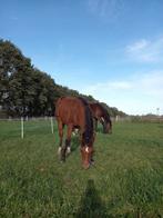 Wie komt ons gezellige groepje versterken, Weidegang