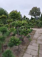 Fagus sylvatica bonsai vorm 175 - 200cm hoog, Tuin en Terras, Ophalen, Bloeit niet, Halfschaduw, Overige soorten