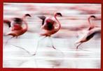 Flamingo - Ong. - (Uitg. W.W.F.), Verzamelen, Ansichtkaarten | Dieren, Waterdier, Ongelopen, Ophalen of Verzenden, 1980 tot heden