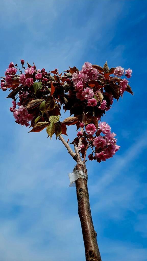 Prunus serrulata 'Kanzan' ️☘️🌸, Tuin en Terras, Planten | Bomen, Overige soorten, Volle zon, Lente, Ophalen