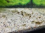 Dwerggarnalen, Dieren en Toebehoren, Vissen | Aquariumvissen, Kreeft, Krab of Garnaal, Zoetwatervis