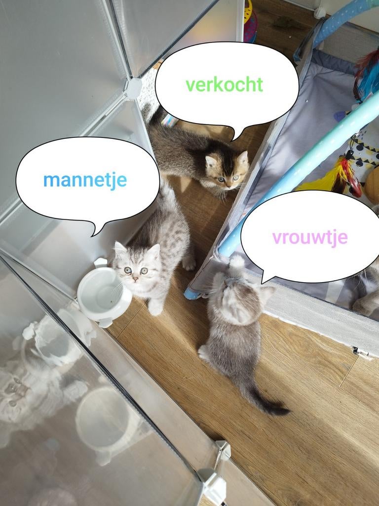 Brisekorthaar kittens, Meerdere dieren, Ontwormd