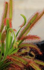Zaden Drosera capensis, Ophalen of Verzenden, Zaad