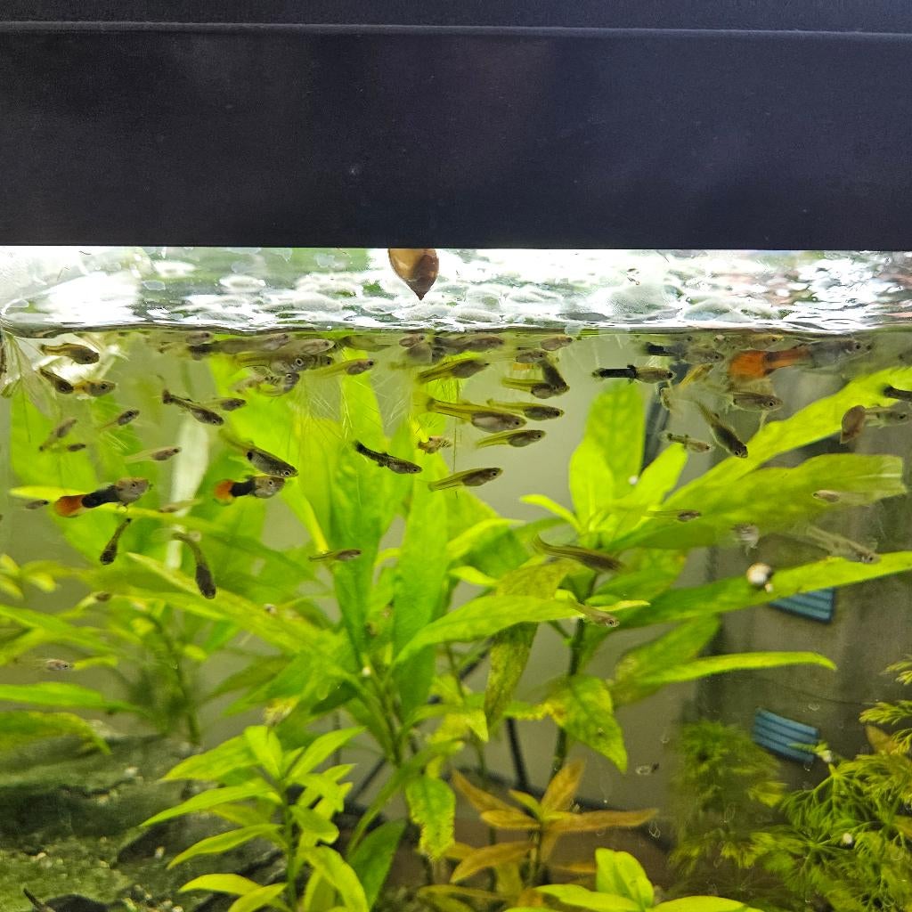 Gratis guppy's, Vis, Zoetwatervis, Schoolvis