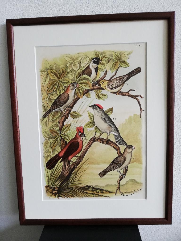 Litho Nuyens Bungartz Lubbert De Vogelwereld Vogels 1883, Ophalen of Verzenden