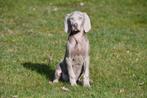 Weimaraner pups te koop - Ouders aanwezig, Dieren en Toebehoren, België, 15 weken tot 1 jaar, Overige rassen, Teef