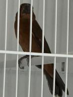 Twatwa jongman geringd 2025, Dieren en Toebehoren, Vogels | Overige Vogels, Mannelijk, Wildzangvogel, Geringd