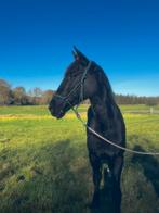 Leuk bomproof paard, Dieren en Toebehoren, Paarden, Ruin, Niet van toepassing, Gechipt, 11 jaar of ouder