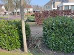2 struiken, Ophalen, Overige soorten, Struik, 100 tot 250 cm