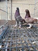 Takla koppel, Dieren en Toebehoren, Vogels | Duiven, Meerdere dieren, Overige soorten