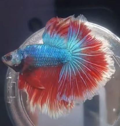 Betta halfmoon man, Dieren en Toebehoren, Vis