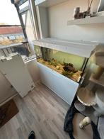 120L aquarium, Ophalen, Gebruikt, Gevuld zoetwateraquarium