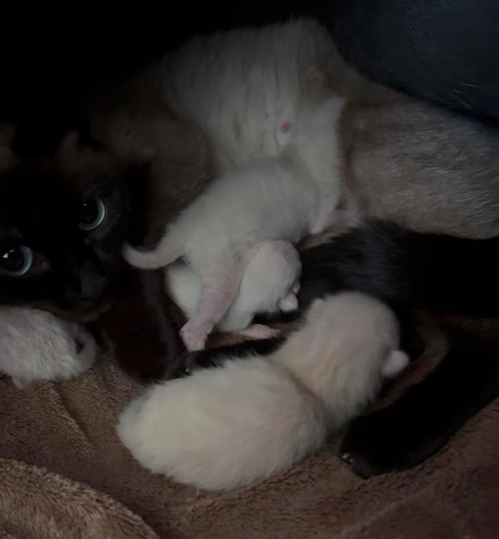 Siamese, Dieren en Toebehoren, Katten en Kittens | Overige Katten, Meerdere dieren