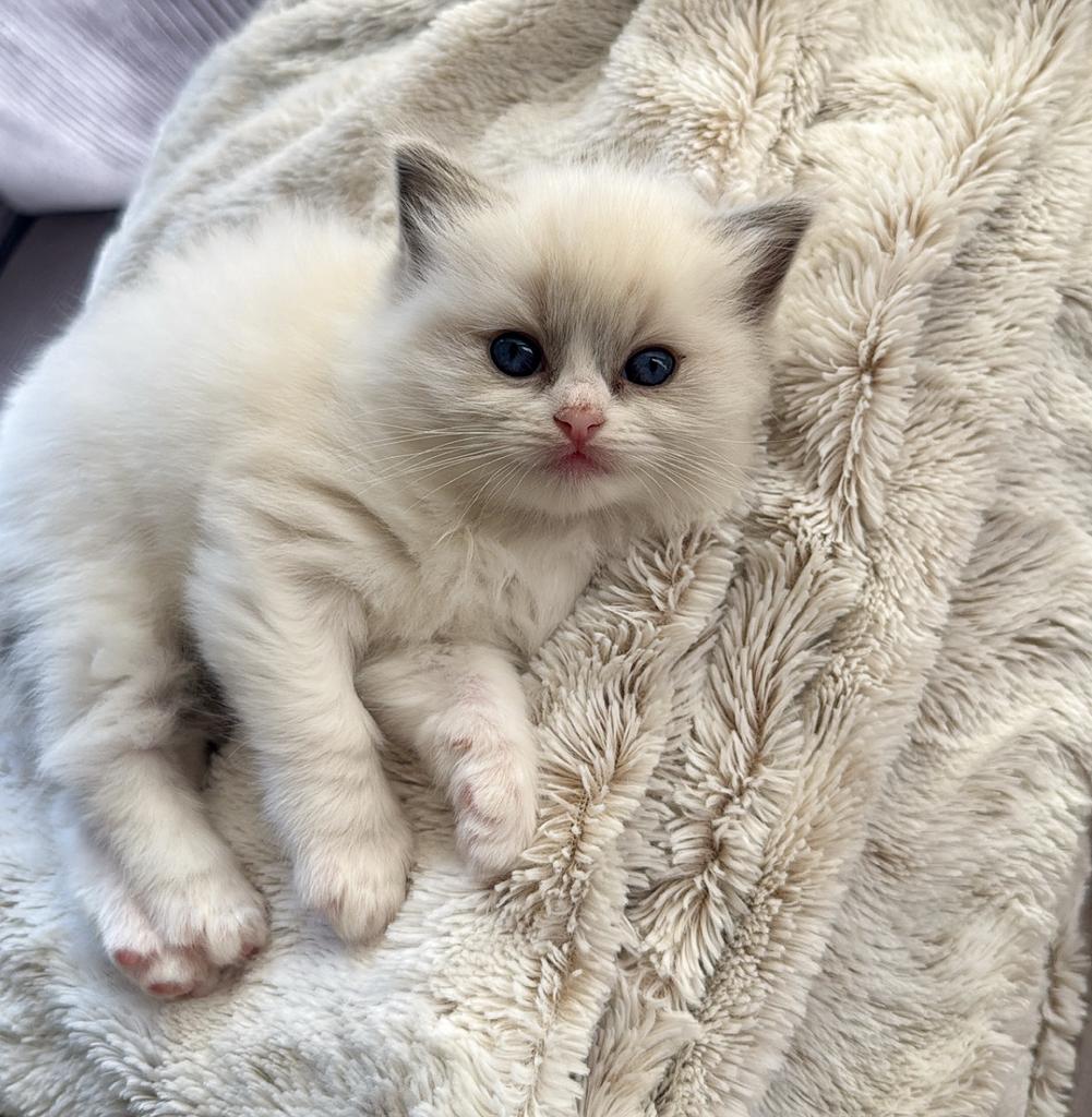 Ragdoll kittens, Dieren en Toebehoren, Katten en Kittens | Raskatten | Langhaar, Meerdere dieren, Met stamboom, 0 tot 2 jaar