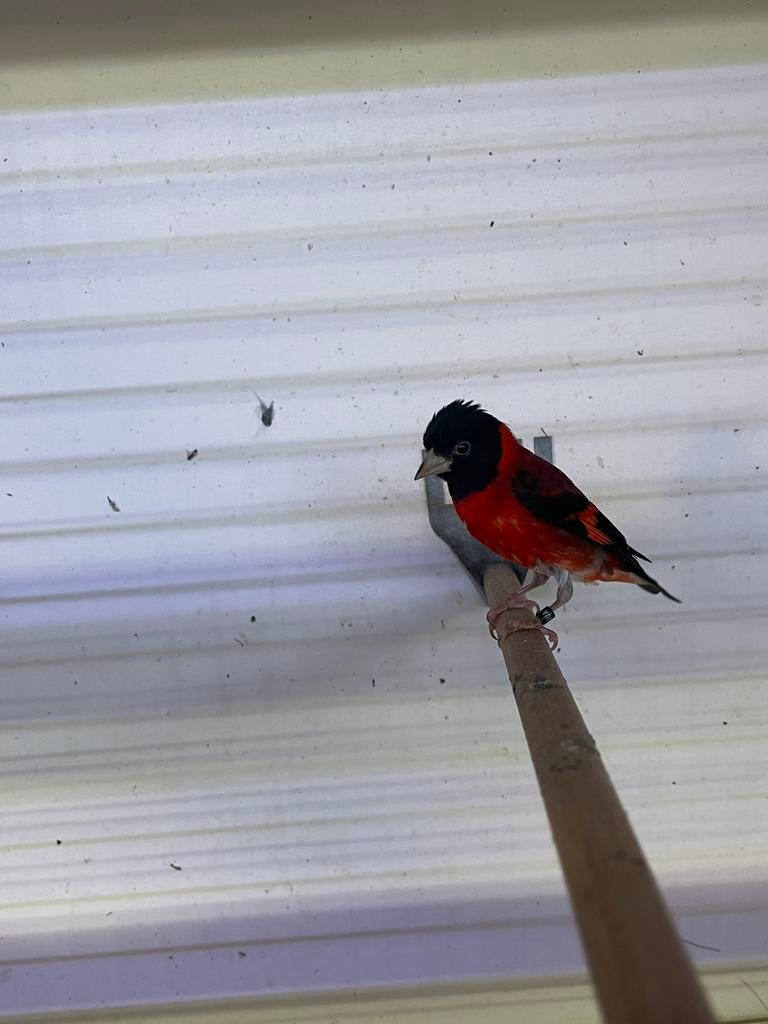 Koppels kapoetsensijzen, Dieren en Toebehoren, Meerdere dieren, Tropenvogel, Geringd