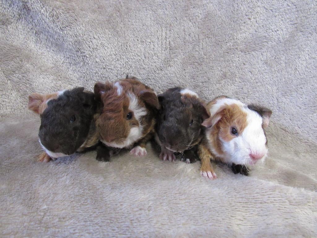 Baby cavia's, Dieren en Toebehoren, April, Meerdere dieren, Cavia