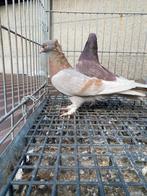 Takla koppel, Dieren en Toebehoren, Vogels | Duiven, Meerdere dieren, Overige soorten