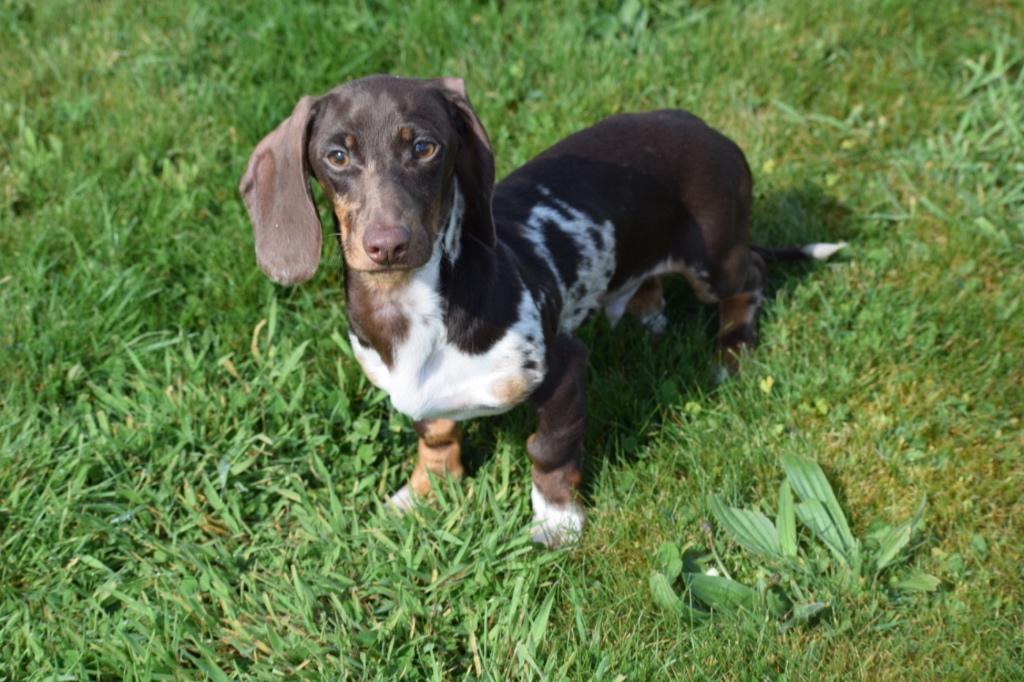 Teckel pups kies uw kleurtje, België, 15 weken tot 1 jaar, Korthaar, Dwerg