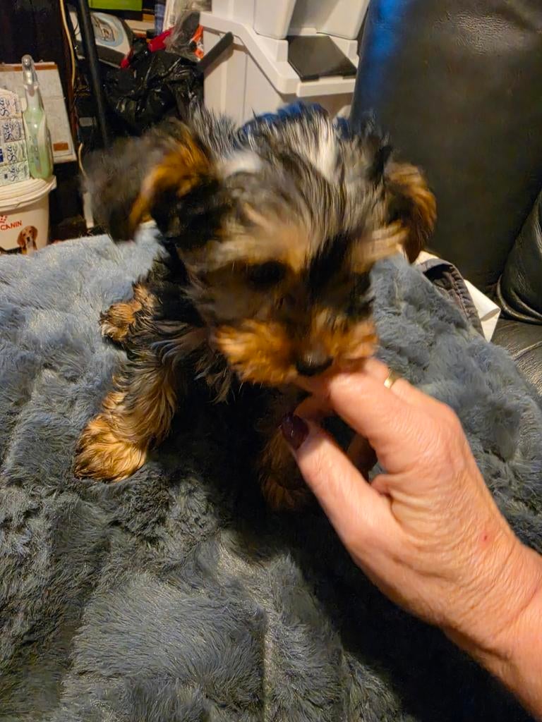 Mini york terier, Dieren en Toebehoren, Honden | Jack Russells en Terriërs, 8 tot 15 weken, Meerdere, Meerdere dieren, Parvo