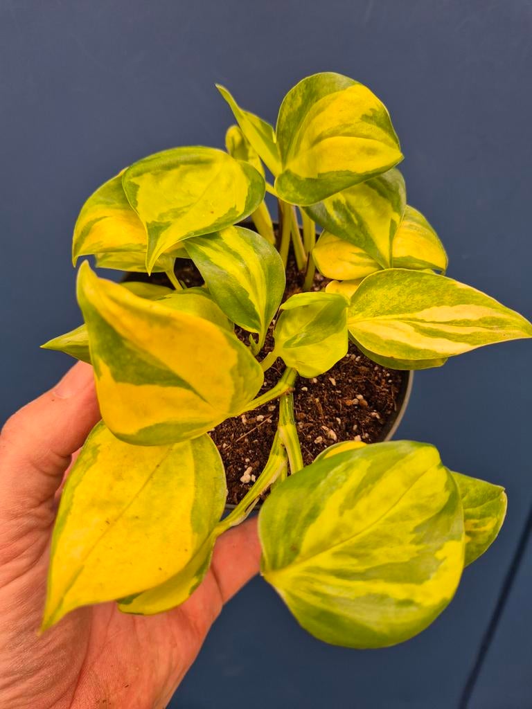 Epipremnum Neon Njoy p12