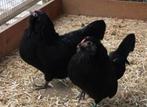 Te koop 2 zwarte antwerpse baardkrielen hennen, Dieren en Toebehoren, Vrouwelijk, Kip