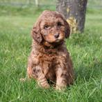 Australian Labradoodle reutjes uit geteste ouders, Parvo, Nederland, 8 tot 15 weken, Meerdere