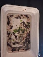 Torenslakken te koop, Vis