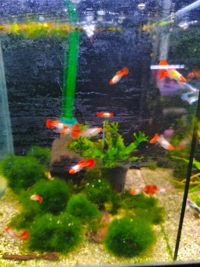 Koi guppen, Dieren en Toebehoren, Vissen | Aquariumvissen, Vis, Zoetwatervis