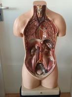 Vintage Somso Anatomisch Torso Model - Menselijke Anatomie, Ophalen, Gebruikt