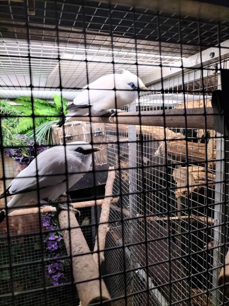 Balispreeuwen, Meerdere dieren, Geringd