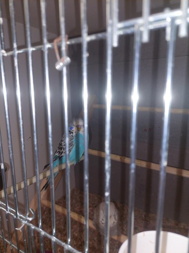 Jonge blauwe Engelse grasparkieten man, Dieren en Toebehoren, Mannelijk, Parkiet, Geringd