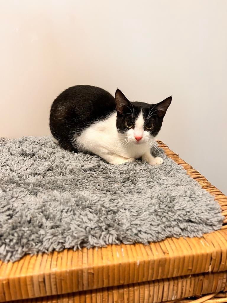 Alfi, europees korthaar katertje gec 7 maanden, Dieren en Toebehoren, Kater, Kortharig, 0 tot 2 jaar