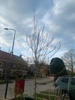 Salix caprea hoogstam - inheemse wilg op stam, Overige soorten, Lente, 250 tot 400 cm, Ophalen