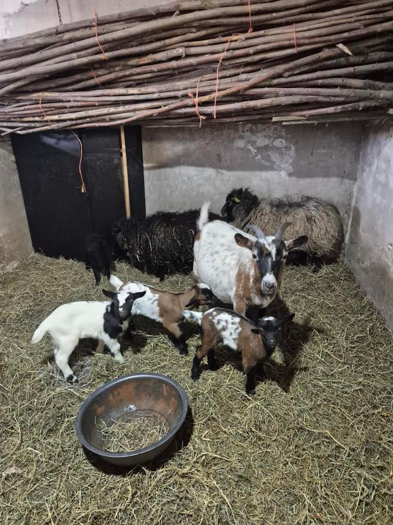 Dwerg geit met drieling, Dieren en Toebehoren, Mannelijk, Geit