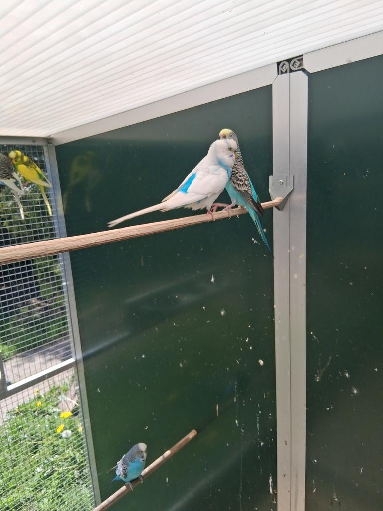 GRASPARKIETEN  V25, Dieren en Toebehoren, Vogels | Parkieten en Papegaaien, Meerdere dieren, Parkiet