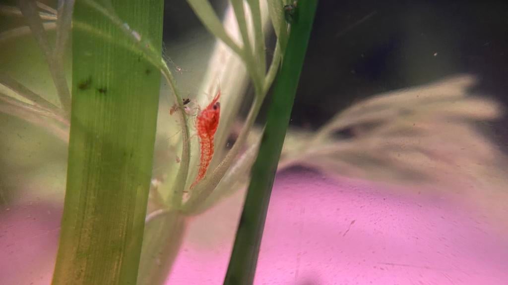 Rode vuurgarnalen, Dieren en Toebehoren, Kreeft, Krab of Garnaal