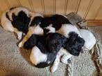 Friese stabij pups, Dieren en Toebehoren, Honden | Retrievers, Spaniëls en Waterhonden, Parvo, Overige rassen, 8 tot 15 weken