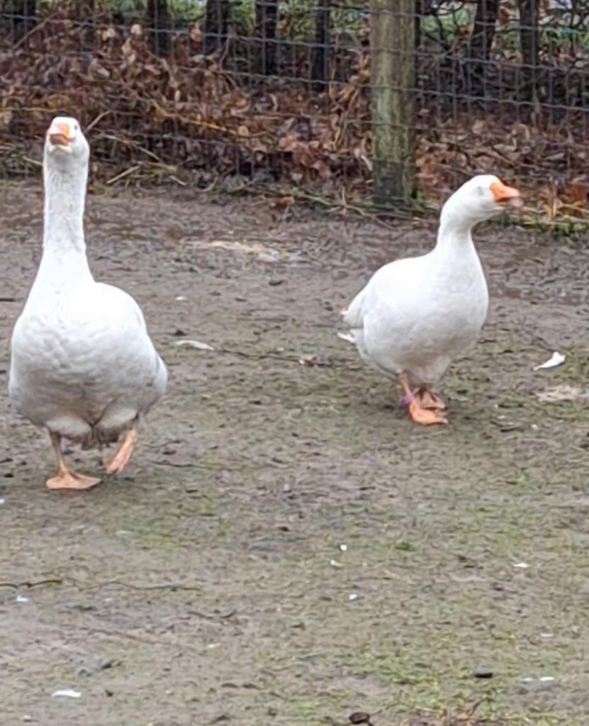 Te koop koppel witte ganzen., Dieren en Toebehoren, Pluimvee, Meerdere dieren, Gans of Zwaan