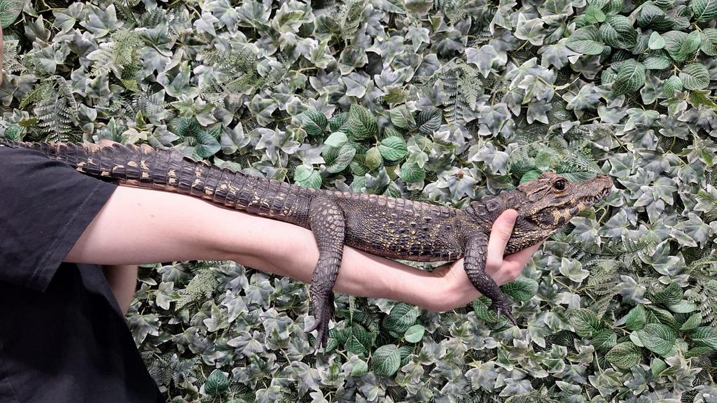 Breed Voorhoofd Krokodil, Dieren en Toebehoren, Reptielen en Amfibieën, Slang